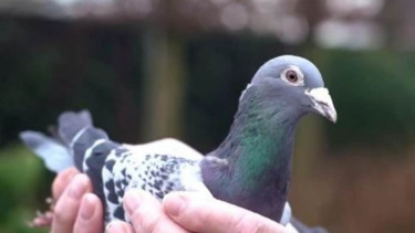 Bikin Dompet Jebol Inilah 5 Burung Termahal Di Dunia Viva
