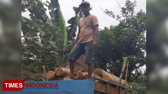 Kayu jati yang diduga hasil ilegal logging. (Foto: Rizki Alfian/TIMESIndonesia)