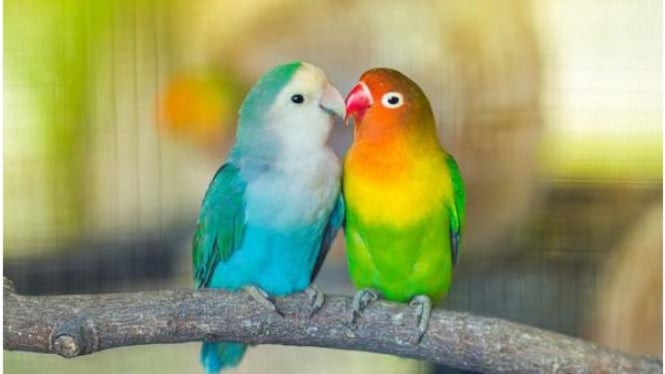 Burung Lovebird, Lovebird Tercantik