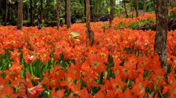 Pesona Indah Taman Bunga Amarilis Seperti Di Eropa