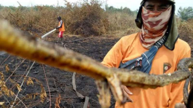 Temuan ular memiliki kaki oleh petugas karhutla di Riau