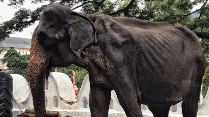Tubuh kurus kering Tikiri, gajah yang dipakai untuk festival di Sri Lanka. - Save Elephant Foundation