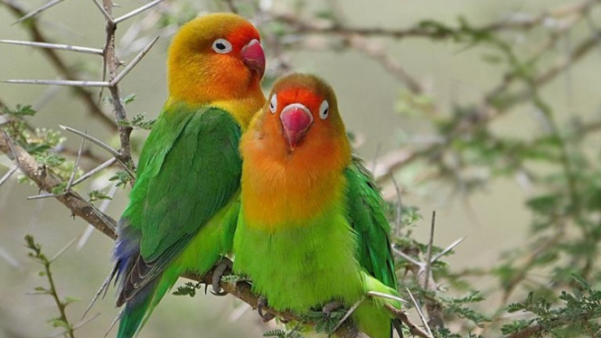 4 Cara Melatih Burung Lovebird agar Jinak dan 'Ngekek' Panjang - VIVA - VIVA.co.id