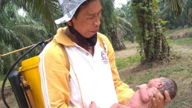 Penemuan bayi di area kelapa sawit