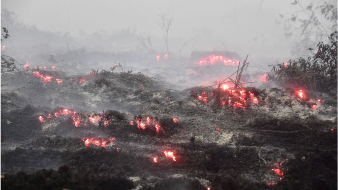 Api membara di lahan gambut dekat Kampar, Riau, 16 September lalu. -AFP/Getty Images