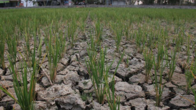 Retakan tanah sawah di Kabupaten Tangerang akibat kekeringan yang dipicu suhu panas.