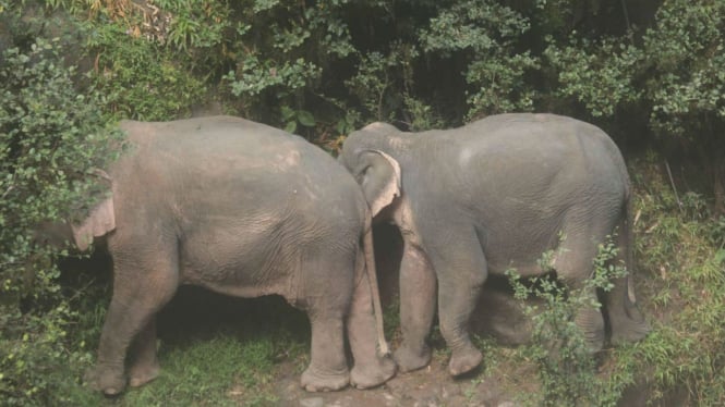 Gajah di Thailand