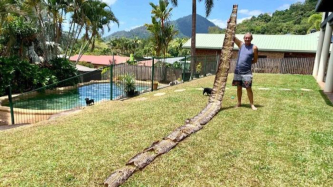 Belum jelas bagaimana ular sanca batik itu bisa muncul di ujung utara Queensland, Australia.