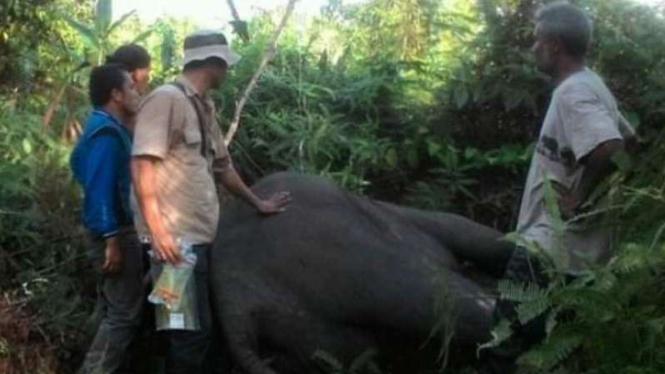 Gajah betina ditemukan sudah jadi bangkai.