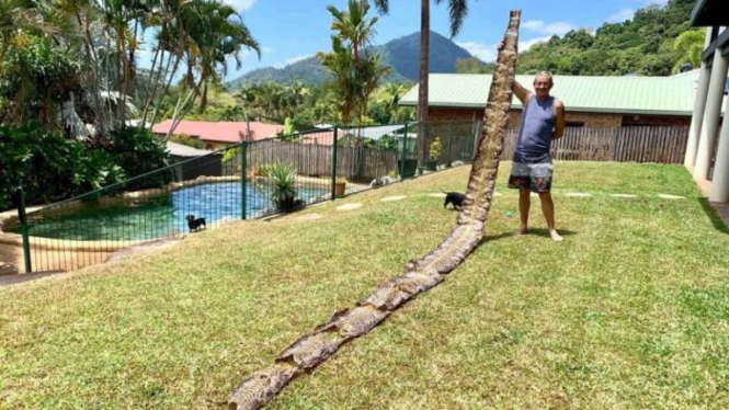 Kulit ular sepanjang tujuh meter.
