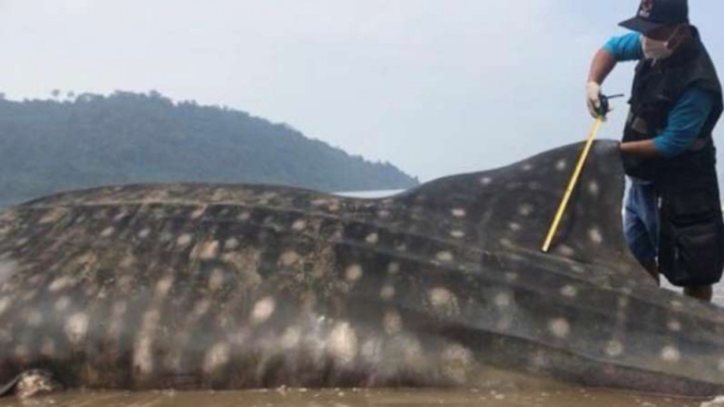 Hiu paus terdampar di pantai Kampung Taluak Batuang, Sumatera Barat.