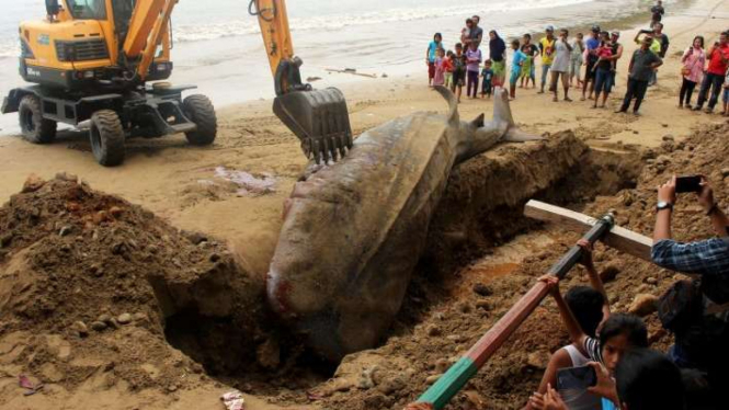 Hiu paus dikubur di pantai Kampung Taluak Batuang, Sumatera Barat.