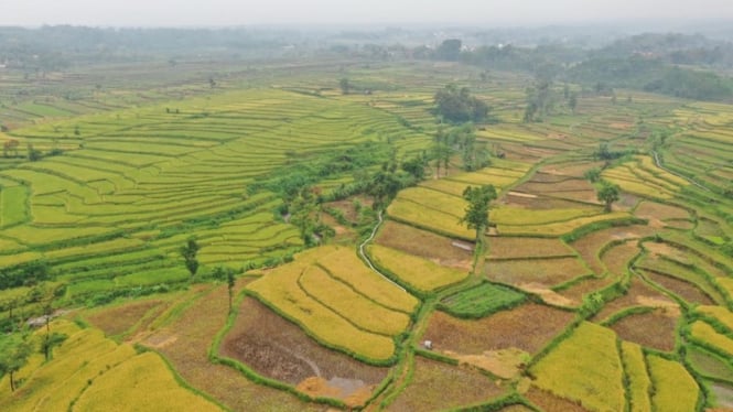 714 Ribu Hektare Lahan Pertanian di Jawa Timur Sudah Diasuransikan
