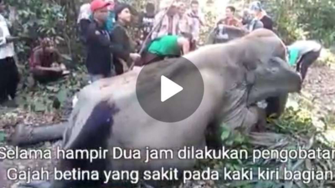 Gajah Dita dalam perawatan saat masih hidup.