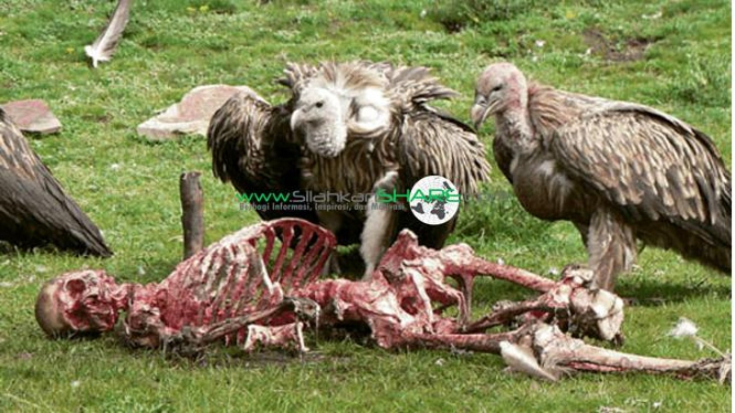 Sky Burial di Tibet, ritual mayat dengan cara diletakan di area lapang dan jadi santapan burung pemakan daging | gambar: silahkanshare.com