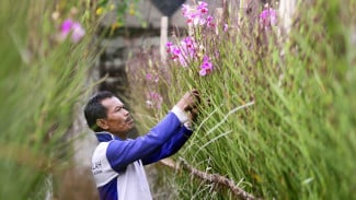 Cara Menanam dan Merawat Anggrek di Pot, Gampang Banget