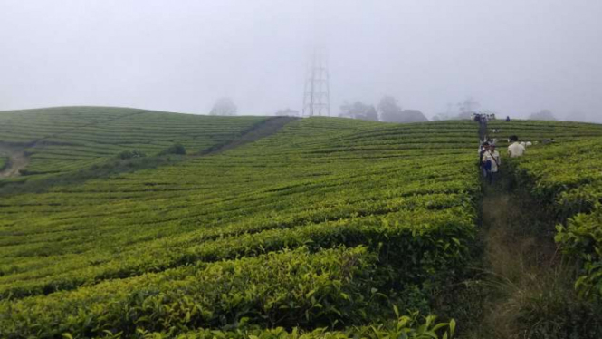 Perkebunan teh di kaki Gunung Kerinci, Jambi