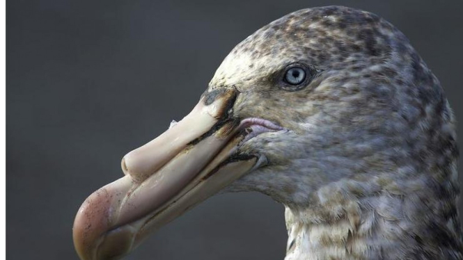 Waspada Burung Ini Paling Berbahaya Dan Dihindari Manusia