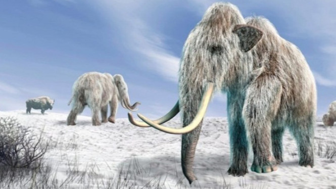 Mammoth Berbulu