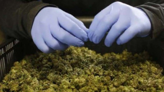 Sah, Lebanon Legalkan Ganja untuk Keperluan Medis dan Industri