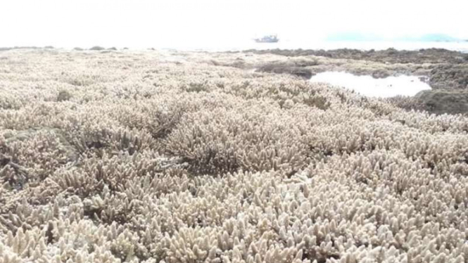  Kondisi Terumbu Karang yang mati di kawasan Pantai Manjuto