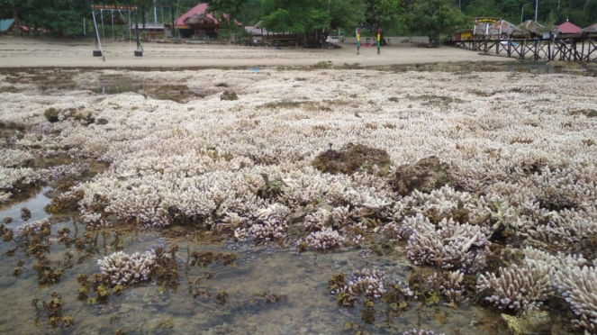 Kondisi Terumbu Karang yang mati di kawasan Pantai manjuto, Nagari Sungai Pinang