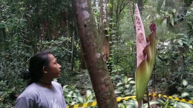 Bunga Bangkai Amorphophallus Hewitti.