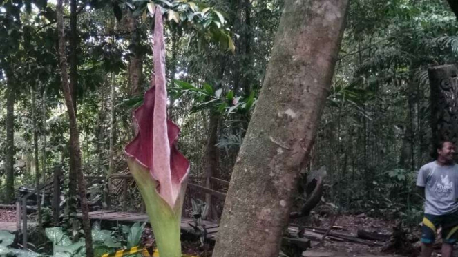 Bunga Bangkai Amorphophallus Hewitti.