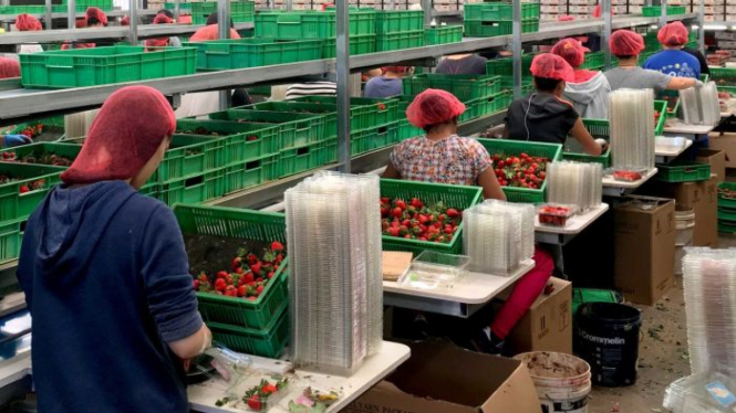 Karena adanya pajak penghasilan bagi pekerja backpacker, perkebunan buah dan sayur di Australia mengalami kesulitan mencari tenaga pemetik di musim panen.
