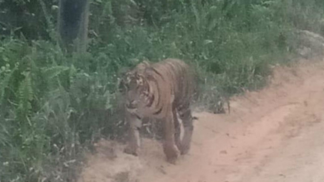 Penampakan Harimau Sumatera di ladang minyak