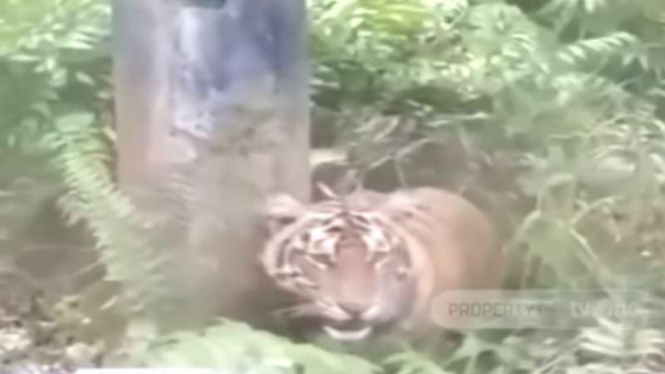 Seekor harimau tertangkap kamera memasuki areal ladang minyak milik PT Bumi Siak Pusako, Kabupaten Siak, Riau.