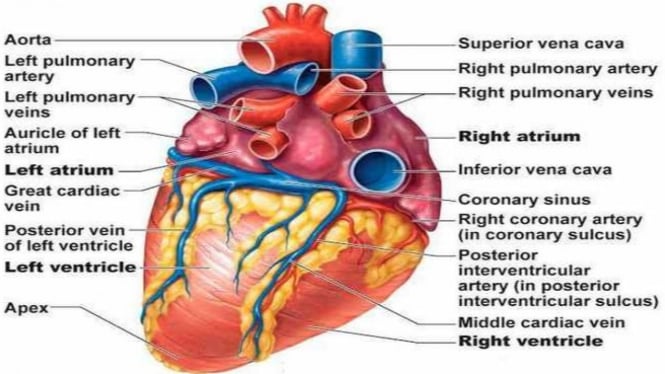  Gambar  Organ  Jantung Manusia Dan  Fungsinya  Tempat 