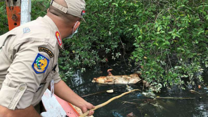 Petugas mengevakuasi bangkai babi di Sungai Bederah.