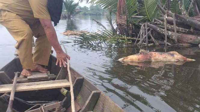 Ratusan bangkai babi dievakuasi dari Danau Siombak, Kota Medan.