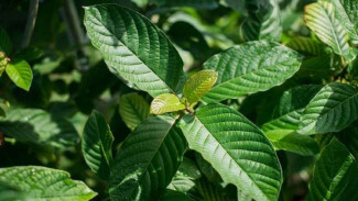 Diharamkan BNN, Daun Kratom Ternyata Bikin Pecandu Opium 'Tobat'