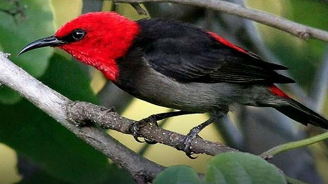 Burung Iriana Jokowi (Myzomela irianawidodoae)