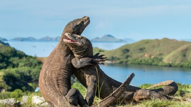 Taman pulau komodo