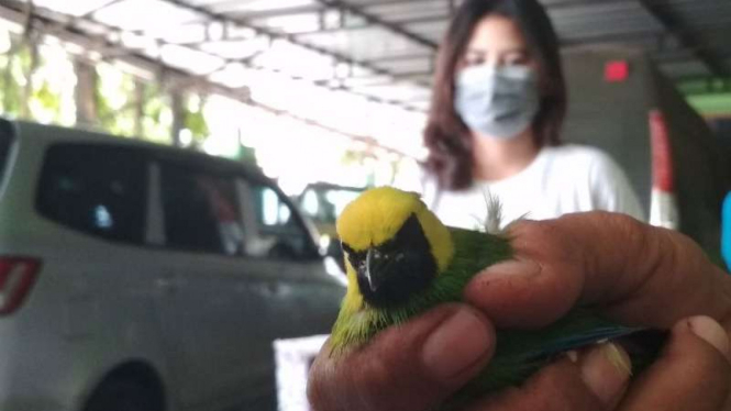 BKSDA Wilayah III Bengkulu-Lampung amankan ribuan burung.