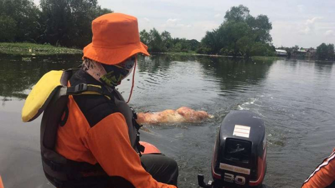 Ratusan bangkai babi disingkirkan dari Danau Siombak Kota Medan