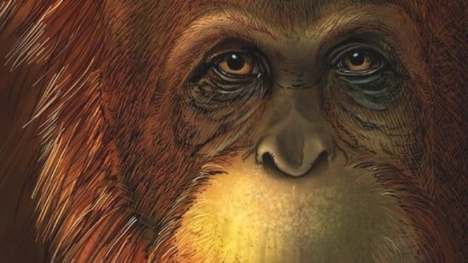 Artist reconstruction of the ape - Ikumi Kayama