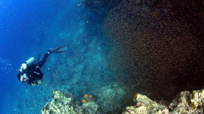 Terumbu karang di Pulau Padamarang