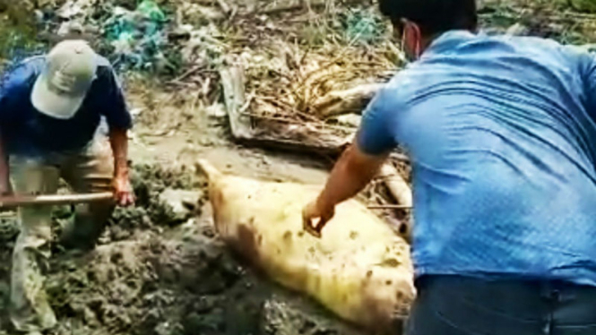 Bangkai babi menyebar ke laut 