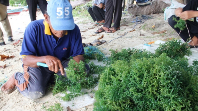 pengembangan budi daya rumput laut di Kepulauan Seribu.