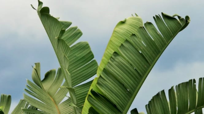 Jangan Dibuang Daun Pisang  Bisa Redakan Demam Lho