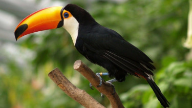 Satu Ekor Rp20 Miliar Inilah 5 Burung Termahal Di Dunia Viva