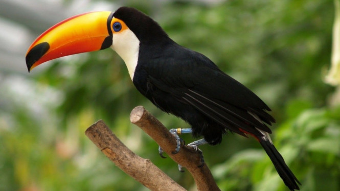 Satu Ekor Rp20 Miliar Inilah 5 Burung Termahal Di Dunia Viva