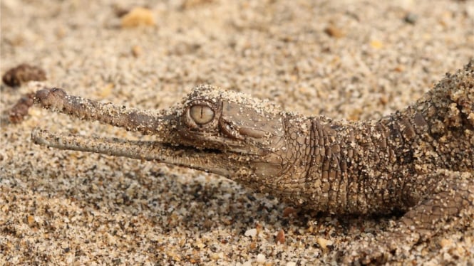 Gharial (Gavialis gangeticus), atau juga dikenal sebagai gavial, sangat langka - hanya tersisa kurang dari seribu gharial dewasa di alam liar. - Rikki Gumbs_ZSL