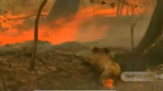 Seekor koala terluka akibat kebakaran hutan di Australia.