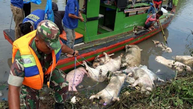Sedikitnya 5.800 ekor babi mati diduga akibat wabah virus Hog Kolera