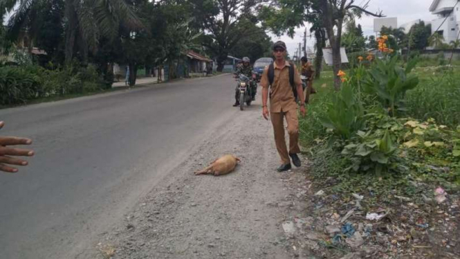 Bangkai babi kembali ditemukan, kini di pinggir jalan Kabupaten Deli Serdang.